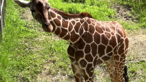 Giraffe Viewing at Cebu Safari