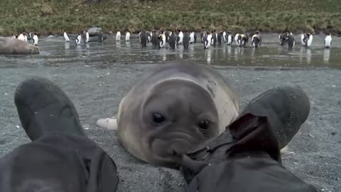Curious Baby Seal Approaches Cameraman