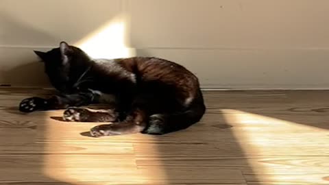 A cat washing its face in the sun