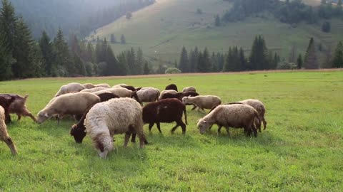 Flock of sheep on the grassland in mountains