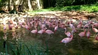 Beautiful Pink Flamingos talking at the Atlanta Georgia Zoo