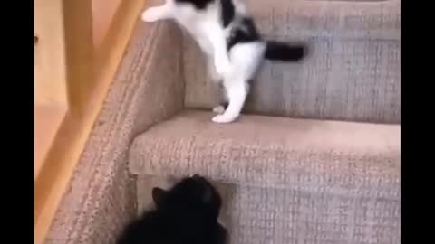 Cute Cat Doing Funny Things, SO CUTE CUTE