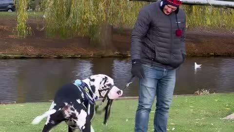 Adorable Great Dane dog don't want to go back home again. So crazy !