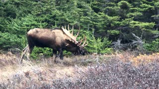 Big Bull Moose Feeding