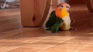 A Playful Parrot and Its Favorite Toy