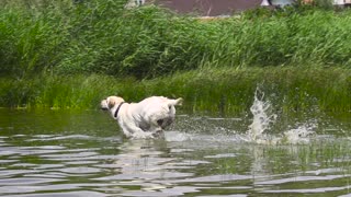 How Dog Reacts To Hot Days