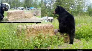 Wildlife videos August 2022