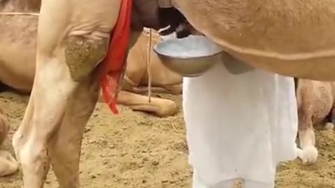 Quench your thirst with fresh camel milk