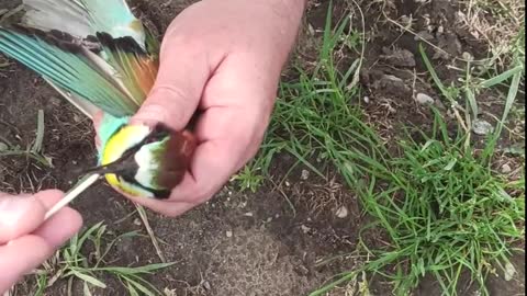 Choking Bird Rescued