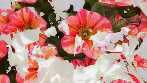 Beautiful flowers clip