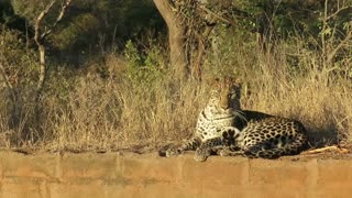 Leopard attempts to catch annoying flies with his snapping teeth