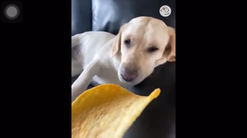 Dog amazing video