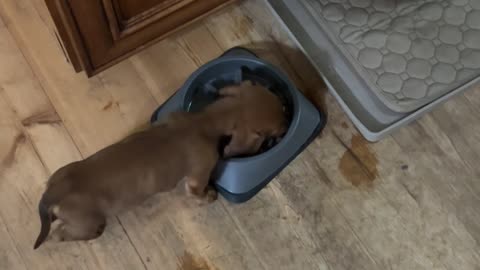 Puppy Steals Big Dog's Food