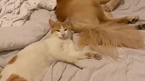 Cute Dog And Cat