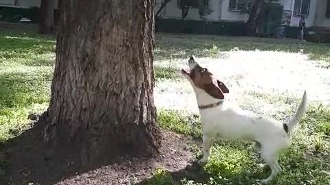 CRAZY DOG JUMPING TO THE TREE!