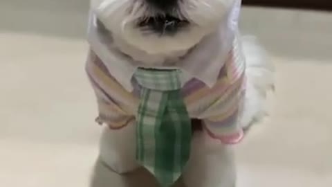 Cute baby dogs Videos cutest moment of the dogs