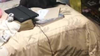 Woman finds black dog in messy room