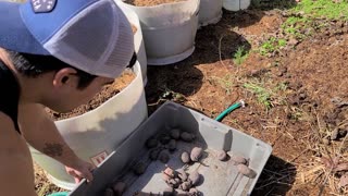 Growing Potatoes For Beginners - 2021