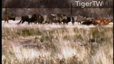 Tiger stalks and chase Wildebeest at South Africa, Tiger Canyon_Cut.mp4