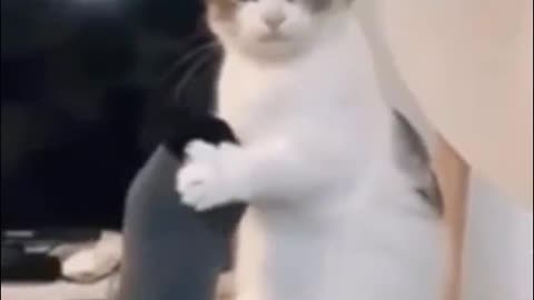 crazy kittens dancing