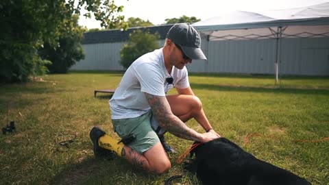 Leash training a puppy - How to Train Your Dog to Be off the Leash