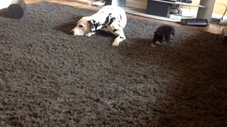 Dalmatian and foster kitten become best friends