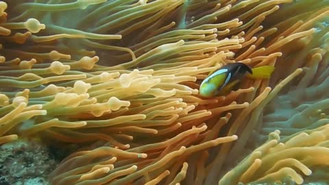 CLOWNFISH ARE PLAY IN SOFT CORAL