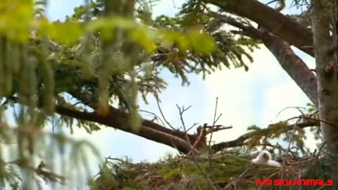 Mother monkey protects child against Eagle hunting but fails