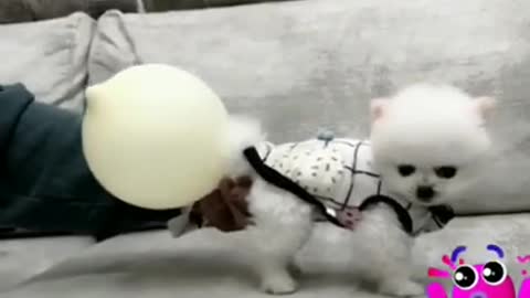 Can your dog blow up a balloon with a fart