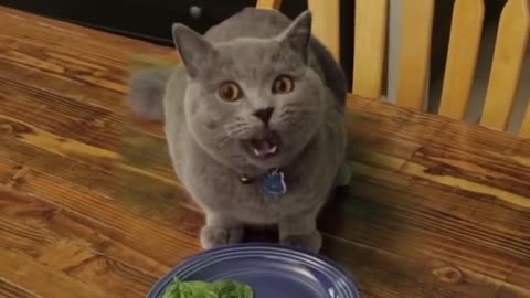 Cat eating vegetables 🐱 #cat #catvideo @cat