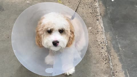 Puppy is upset about his cone of shame