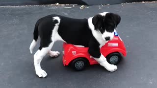 Puppy Steals Toddler's Car, Goes For Joy Ride