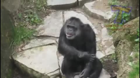 funny animals-hilarious