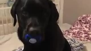 Big baby doggy sucks on his pacifier