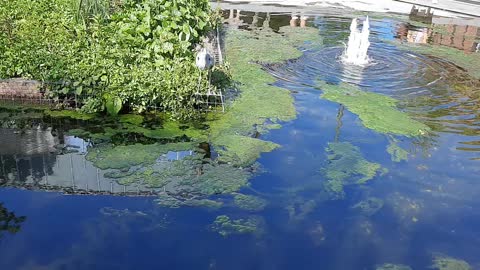 Heron fishing in the Pond