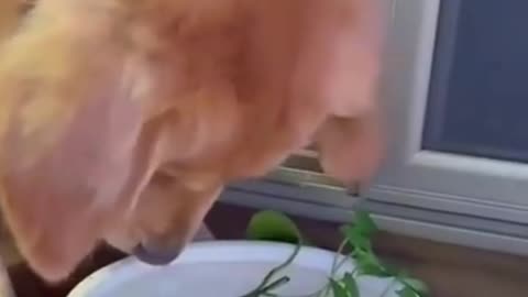 Rescue dog saving fish