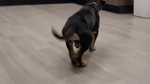 A Happy Dog Dancing