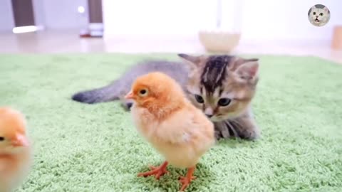 Cute Cat and Kitten Video Compilation | Baby Cat | Cute Kitten