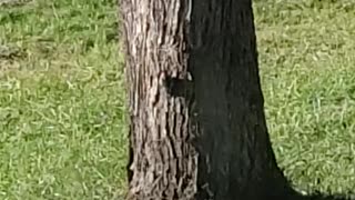 A woodpecker on my tree