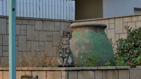 Wild cat sitting on the stone wall at the street