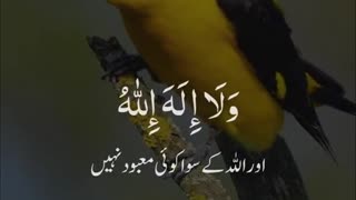 Islami video