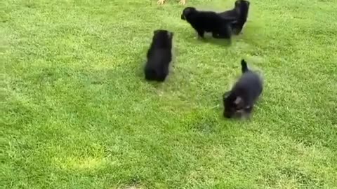 german shepherd mom plays with her babies 🥰🐶❤ MAMÁ PASTOR ALEMÁN jugando con sus BEBÉS