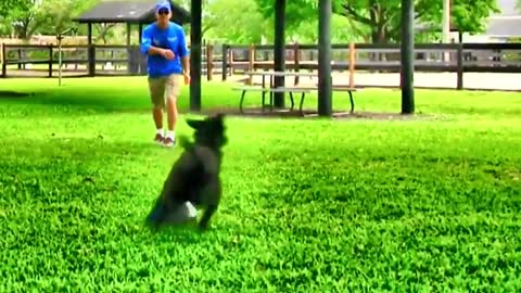 Everyone needs this Dog training skill! Touchpad training