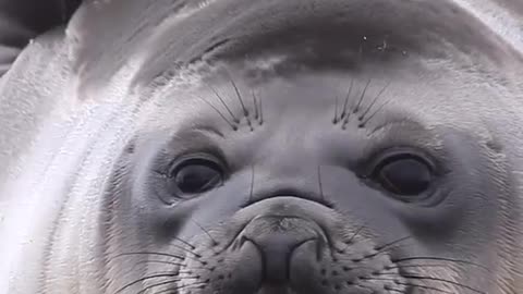 Puffy seal scratches it's back