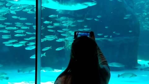 Woman Taking Video of Fishes in Aquarium