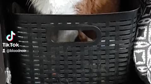Cute older cat loves his basket