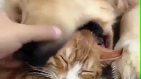 When Kitty sleeping with Dog