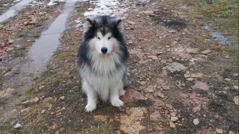 Husky Dog beautiful