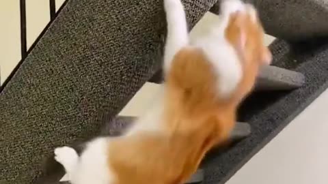 cats doing cat stuff