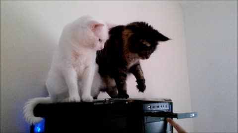 Watch What Happens When These Two Cats Decide To Play With A CD Drive